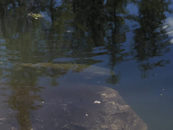 Forellen Einem See Unter Wasser Nahaufnahme Porträt — Stockfoto