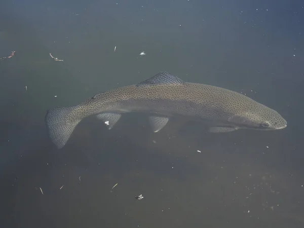 Trout Lake Underwater Close Portrait — Stock Photo, Image