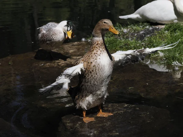 Female Wild Duck Portrait Lake Close — Stock Photo, Image