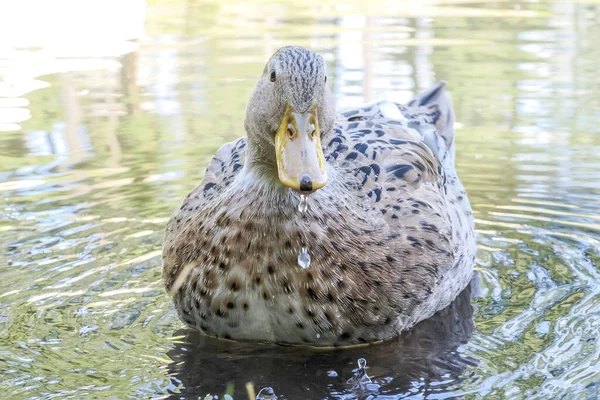 Retrato Pato Selvagem Feminino Lago Perto — Fotografia de Stock