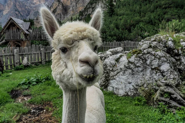 Alpaca Közeli Aranyos Bolyhos Portré Néz Rád — Stock Fotó