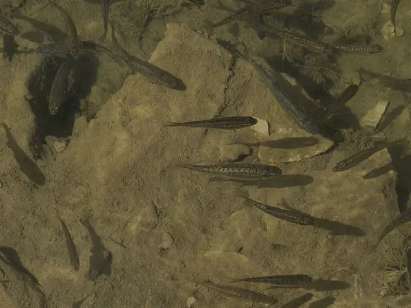 Forellen See Unter Wasser Aus Nächster Nähe Porträt Neugeborener Fische — Stockfoto