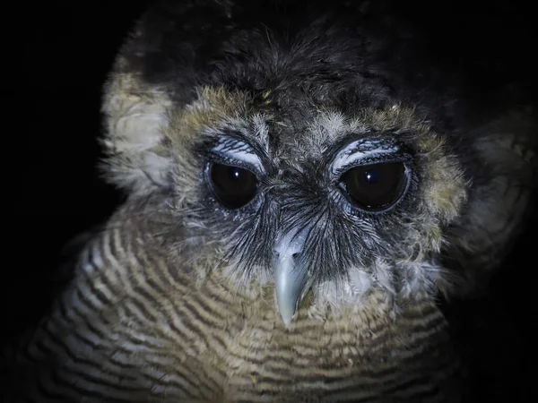 Owl Portait Isolated Black Loking You — Stock Photo, Image