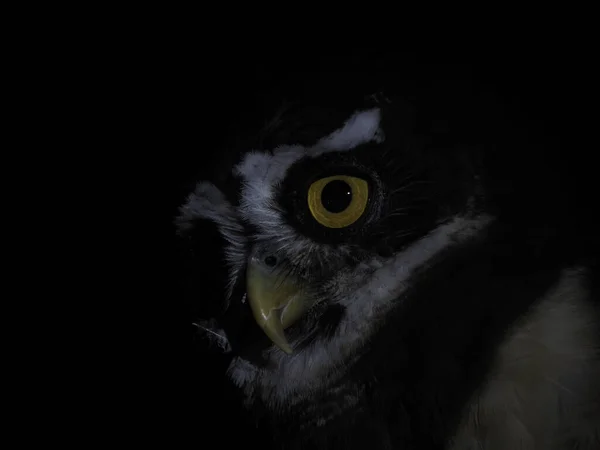 Pulsatrix Perspicillata Spectacled Owl Isolated Black Background Close Portrait — Stock Photo, Image