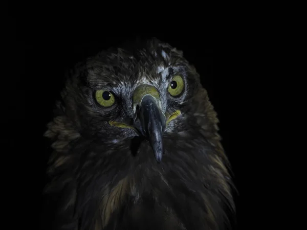 Eagle Aquila Chrysaetos Isolerad Svart Bakgrund Närbild Porträtt — Stockfoto