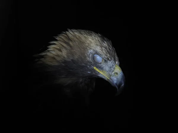 Águila Aquila Chrysaetos Aislada Sobre Fondo Negro Retrato Cerca — Foto de Stock