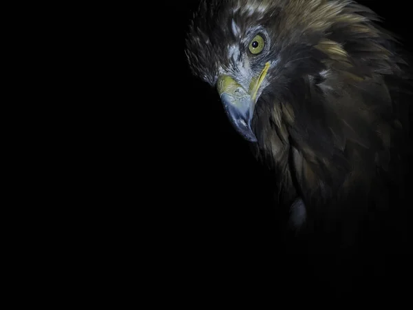Eagle Aquila Chrysaetos Isolerad Svart Bakgrund Närbild Porträtt — Stockfoto
