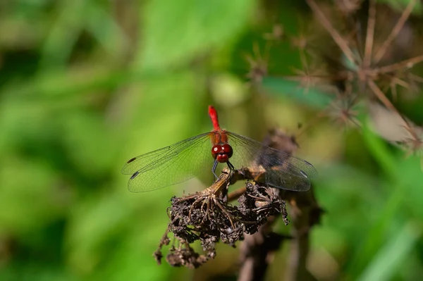 Kırmızı yusufçuk