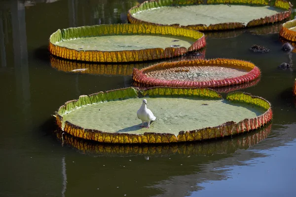 Beyaz Güvercin ve victoria regia