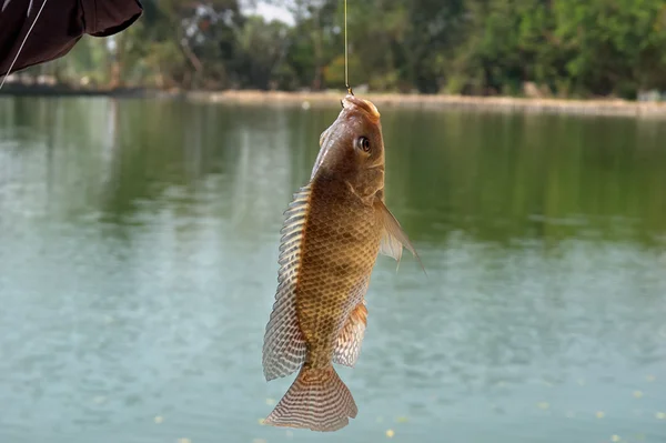 Nil tilapia (Oreochromis niloticus)