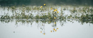 Gölde sarı çiçekler, Meksika 'da tipik yağmur mevsimi, suda yansıma yaratır..