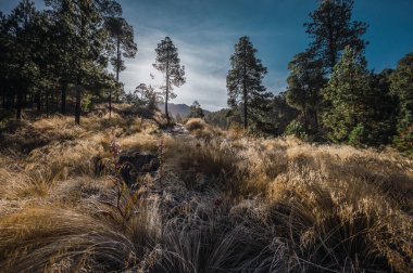 Nevado de Toluca 'da kış manzarası, sabah çiği tarafından dondurulan çimlerle ve arka plandaki ormanla, arka planda heybetli volkan görülebilir..