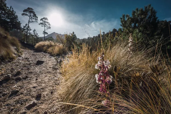 Vinterlandskap Nevado Toluca Med Gräset Fryst Morgondagg Och Skogen Bakgrunden — Stockfoto