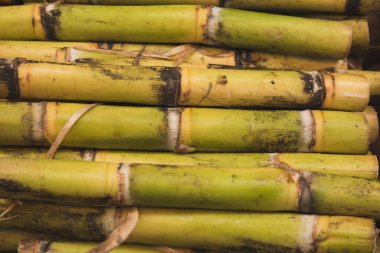 Şeker kamışı gruplar halinde, pazarda satışa hazır..