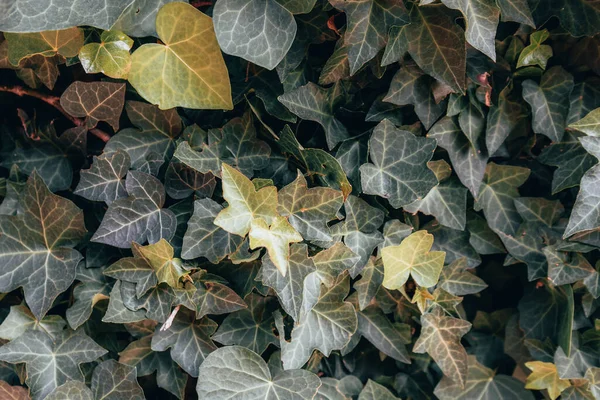 Detalhes Textura Folhas Verdes Trepadeiro — Fotografia de Stock