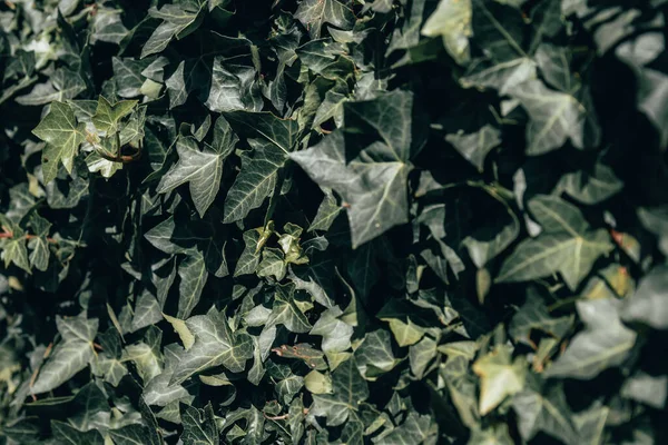 Detalhes Textura Folhas Verdes Trepadeiro — Fotografia de Stock