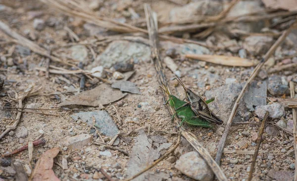 Heuschreckenpaar Paart Sich Auf Dem Waldboden Straßenrand — Stockfoto