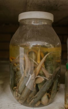 Sürüngenler, öğrencileri test etmek ve eğitmek için kullanılan formaldehitli bir şişede sergileniyorlar. (Kertenkeleler)