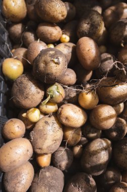 Bir kutu taze patates dağıtıma hazır.