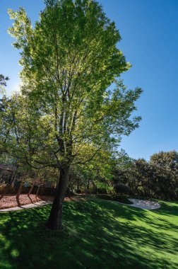 Ağaçlarla, tepelerle ve yeşil otlarla kaplı manzara.