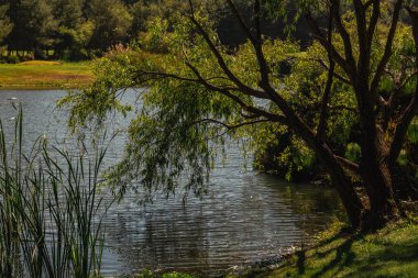 Golf sahasında kısa yeşil çimenler, tepeler, su tuzakları ve ağaçlar var..