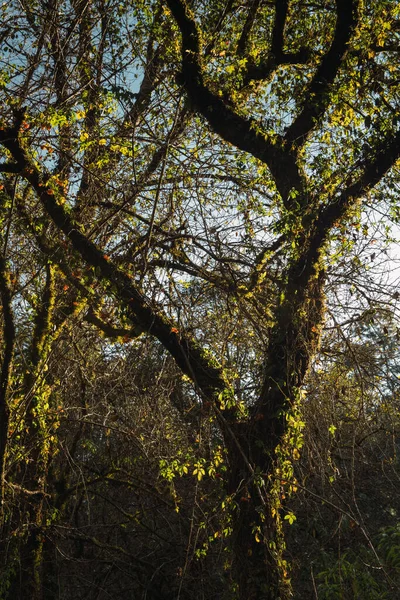 Stromy Vinnou Révou Typickou Pro Vysokohorský Les Sierra Michoacan Osvětlené — Stock fotografie