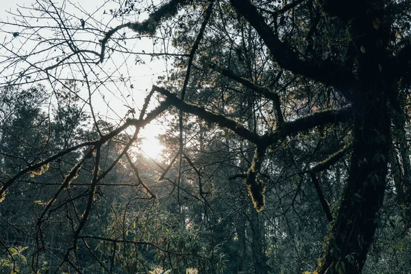 Árvores Com Videiras Típicas Alta Floresta Montanhosa Serra Michoacan Iluminado — Fotografia de Stock