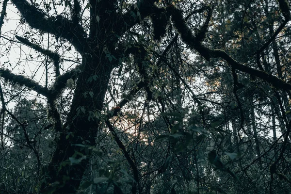 Árvores Com Videiras Típicas Alta Floresta Montanhosa Serra Michoacan Iluminado — Fotografia de Stock