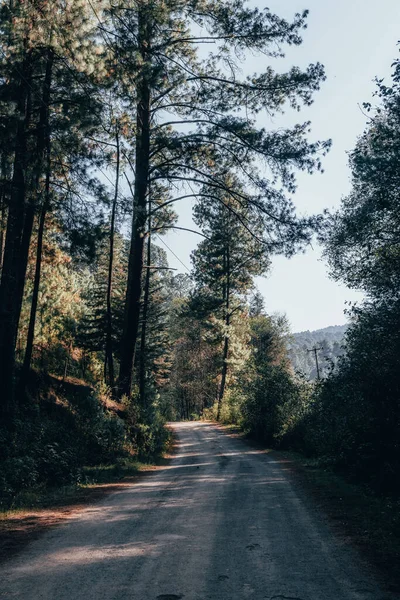 Bomen Met Wijnstokken Typisch Voor Het Hoge Bergwoud Van Sierra — Stockfoto