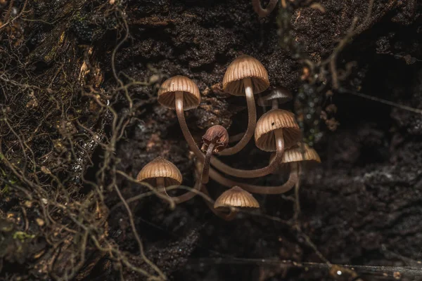 Summer Season Forest Fungi Mountains Central Mexico — Photo