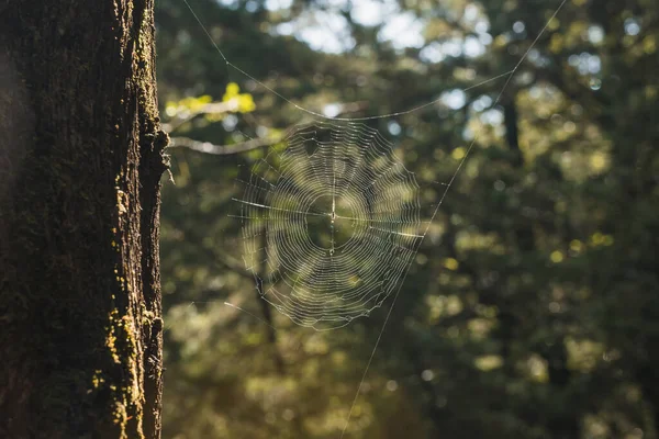 Backlit Spider Web Mounted Branches Forest Tree Mountains Mexico — Fotografia de Stock