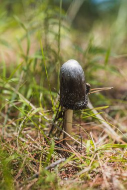 Mushrooms of the rainy season and summer forest, in the mountains of Mexico