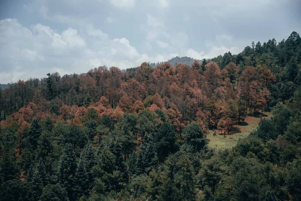 Landscapes Mountains Central Mexico You Can See Mountains Valleys Trees — 스톡 사진