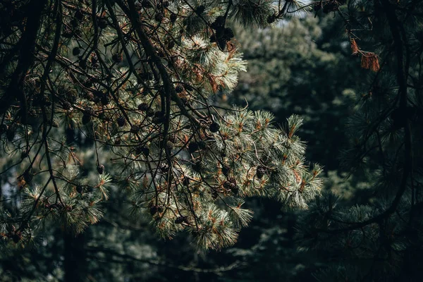 Pine Branches Needles Light — Fotografia de Stock