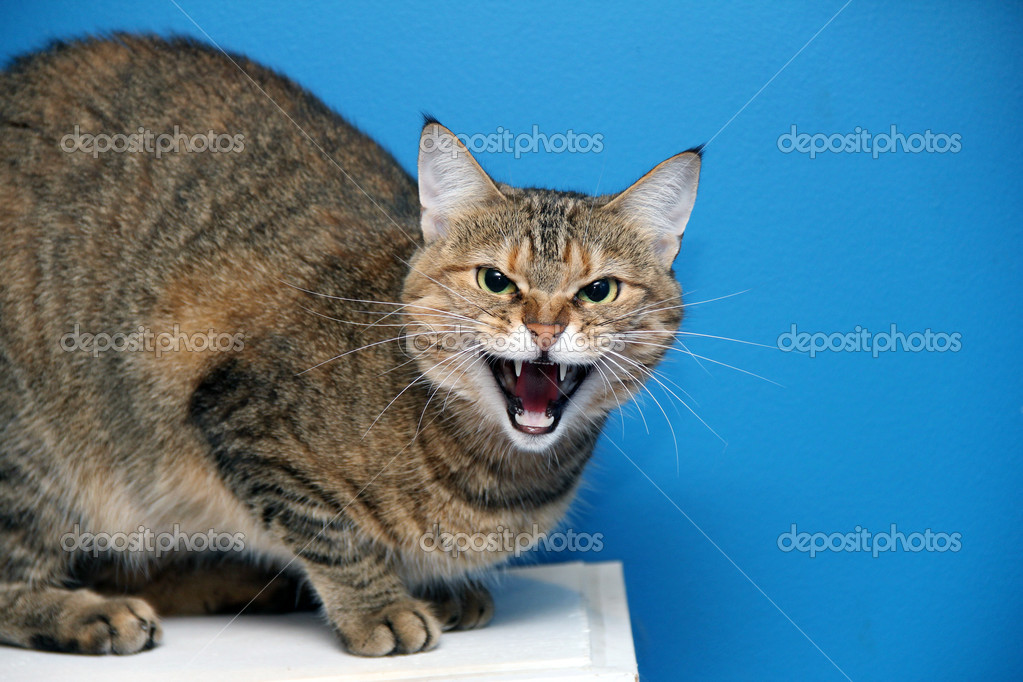 Angry cat Stock Photo by ©atveretinova 40828153