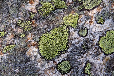 Green spots of lichen on the rock clipart