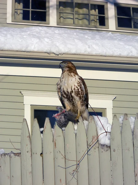 Hawk seating on a fence — Stock Photo, Image