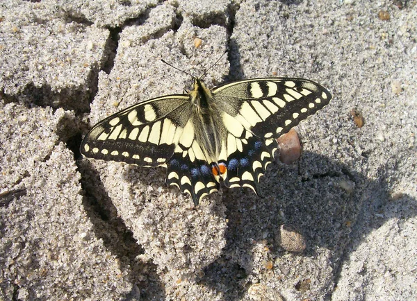 Mahaon Schmetterling sitzt auf dem Sand — Stockfoto