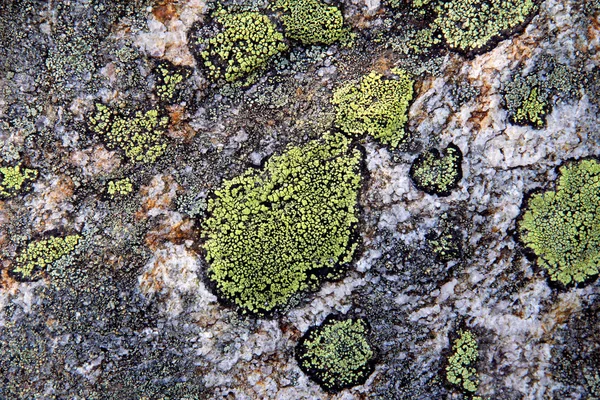 Taches vertes de lichen sur la roche — Photo