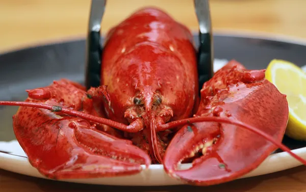 Lobster pe un vas cu felii de lămâie — Fotografie, imagine de stoc