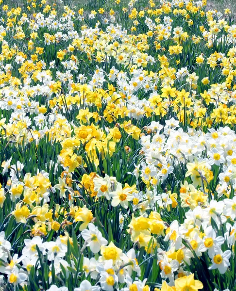 Campo de Daffodil — Fotografia de Stock