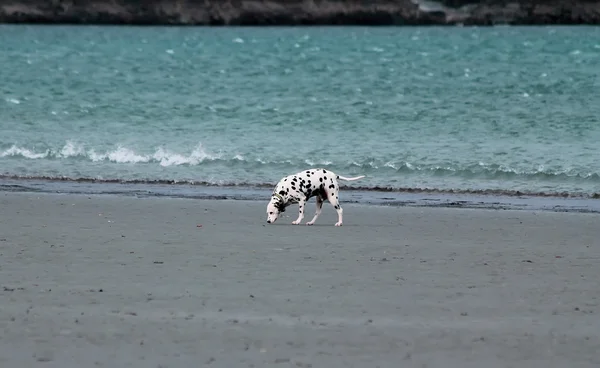 Dalmatian dog  at the ocean beach — Stock Photo, Image