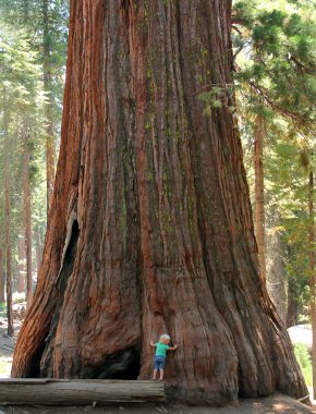 Girl hugging the giant sequoia clipart