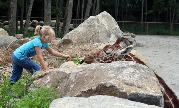 Girl feeding giraffe — Stock Photo, Image