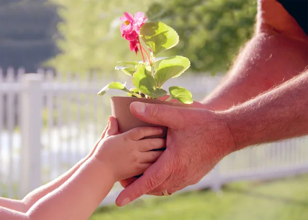 Händer mannen och barnet håller en blomma i potten — Stockfoto