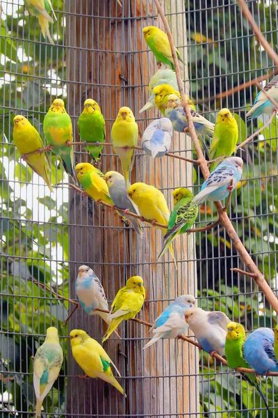 Kafeste parakeets — Stok fotoğraf