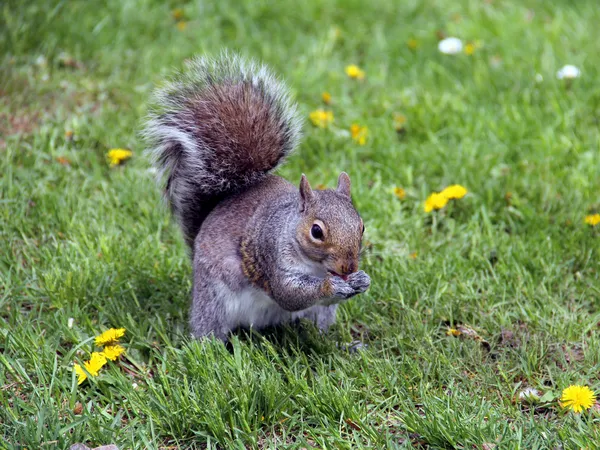 Cute squirrel on the green lawn — Stock Photo, Image