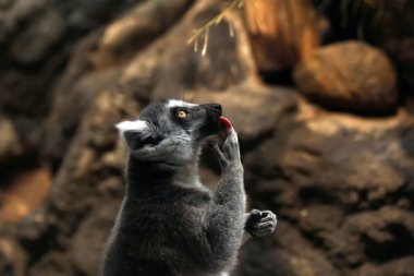 Lemur catta