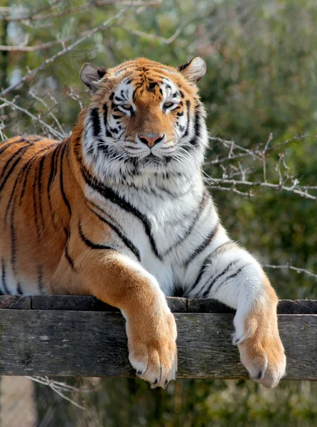 Gran tigre. — Foto de Stock