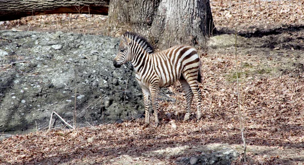 Zebra bebek